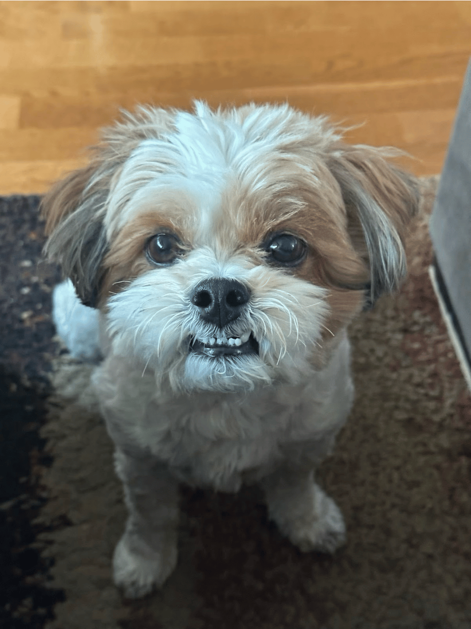 Jax, the family Shih Tzu